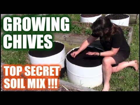 Growing Chives In Raised Beds And Containers | Secret Soil Mix