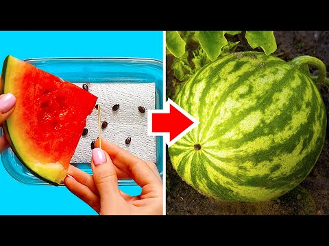 35 FRESH FOOD LIFE HACKS TO BOOST YOUR DAY