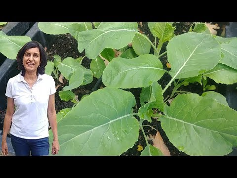 Growing cauliflower - first 3 months