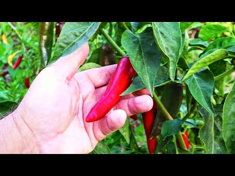 How to Grow Chilli Peppers All Year Round