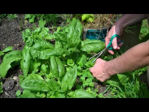 How to Grow Spinach from Seed
