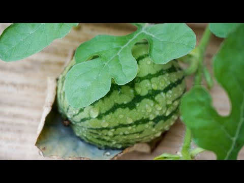 Watermelon in pot - from Seed to Watermelon