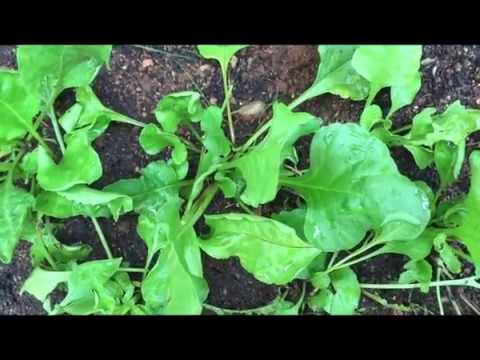 Grow Spinach/palak without seeds!!!