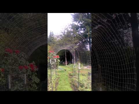 Easy to build VEGETABLE TRELLIS from recyled fencing!  Vertical farming