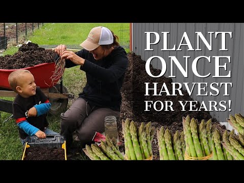 Plant Asparagus Today!  How To Plant and Care For Asparagus