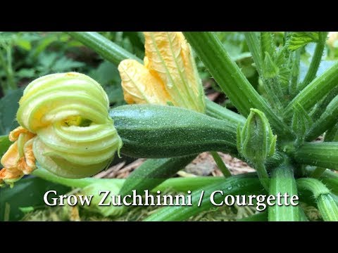 Grow Your Own Courgettes or Zucchinis in Containers