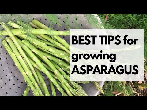 BEST TIPS for GROWING ASPARAGUS - How to grow asparagus