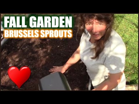 Planting Brussel Sprouts In The Fall Garden | How To Grow Brussels Sprouts