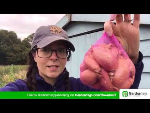 How To Grow Delicious Shallots