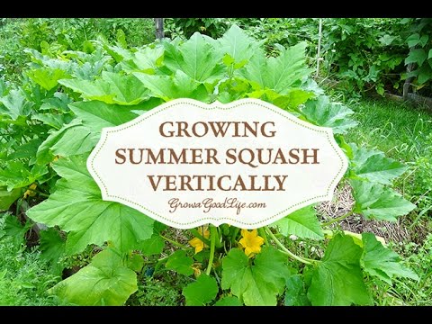 Growing Summer Squash Vertically