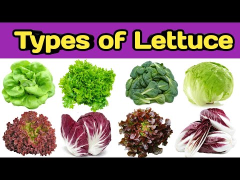 Types of lettuce | Name of lettuce | Lettuce name | Leafy vegetable | Rss kitchen