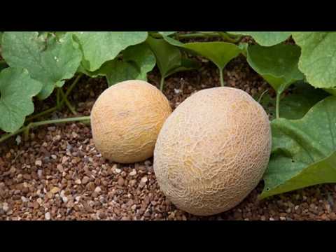 HOW TO GROW CANTALOUPE AT HOME