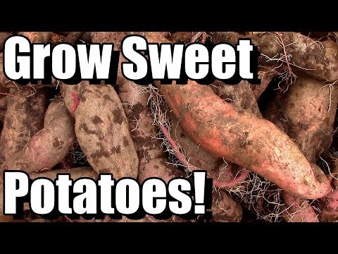 How to Grow, Cure, and Store Sweet Potatoes