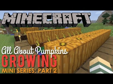 All About Growing Pumpkins in Minecraft, Part 2