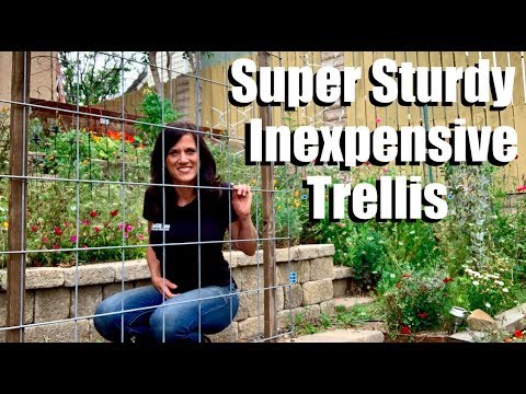 Making a Super Sturdy, Easy, Inexpensive Trellis to Maximize Garden Space & Planting Cucumbers