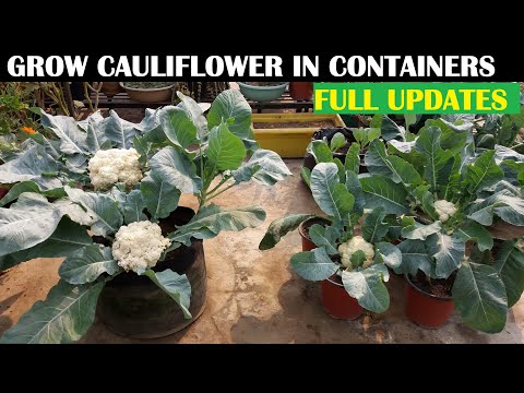 How To Grow Cauliflower At Home (WITH FULL UPDATES)
