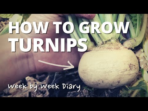 How To Grow Snowball Turnips | Quick & Easy Guide