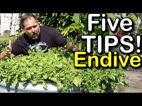 5 Tips How to Grow a Ton of ENDIVE in Just One Raised Bed Container