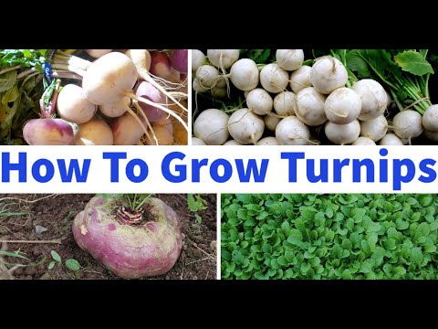 How To Grow Turnips In Containers/Pots