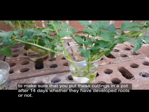 Growing Peppers  - Chillies from cuttings and Third follow up of tomato cloning