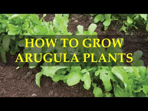 HOW TO GROW ARUGULA PLANTS