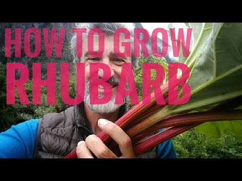 How to grow Rhubarb