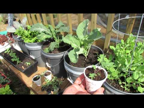 Growing Kale & Collards in Containers: Patio Garden - MFG 2014