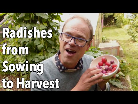 Growing Radishes from Sowing to Harvest