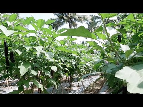 How to grow high yielding eggplant in Davao using the 1:3 fertilizer combination.