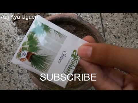 How to grow chives from seeds part 1|| Easy way to grow chives