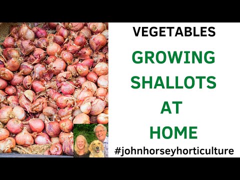 How to Plant Shallot Sets -  Autumn Planting of Shallot Sets