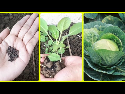 How to grow cabbage at home (Full update). Cabbage plant. Seedling-plant complete guide.Glam hub.
