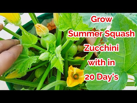 Grow Summer Squash in Containers/How to grow Summer Squash at home/grow Summer Squash in pot