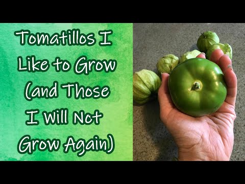 Tomatillos I Like to Grow and Those I Don't