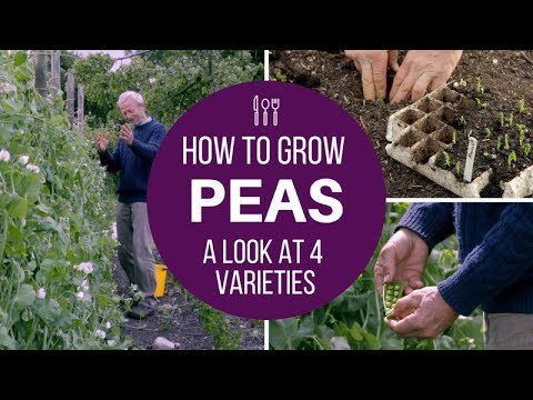 Grow peas for pods: small, large or mangetout, from plants of varied size, with supports