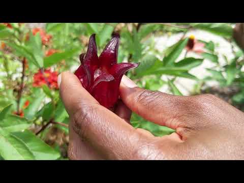 Let's Talk Gardening! Growing Sorrel - Episode 16