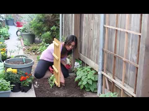 How to Grow Sugar Snap Peas & Tomatoes on the Same Trellis