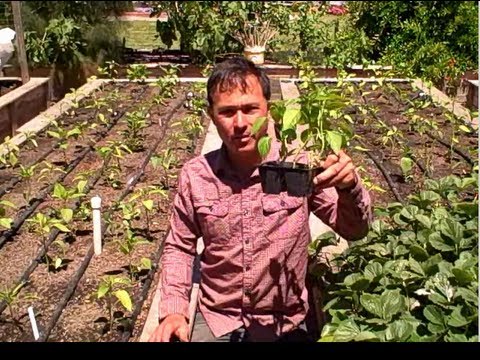 Supersize Root Growth on Tomatoes & Tomatillo By Planting the Stems Deep