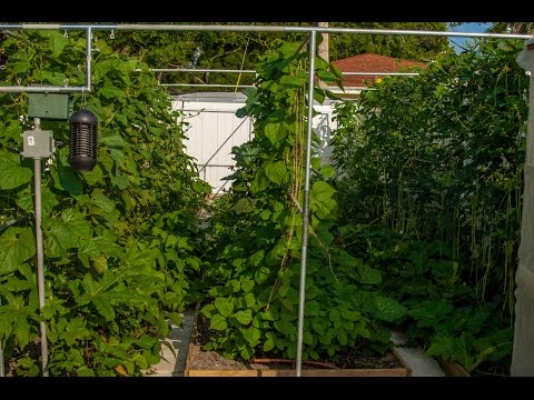 How to build a trellis structure for vegetable garden (?????????)