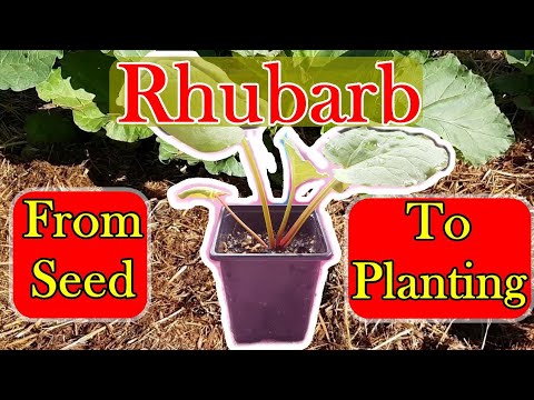 Grow Rhubarb from Seed