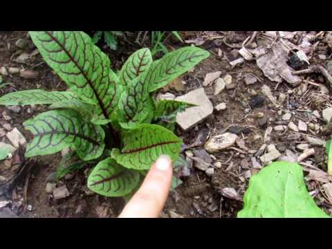 The perennial spinach, lettuce substitute :  SORREL  perennial to zone 5