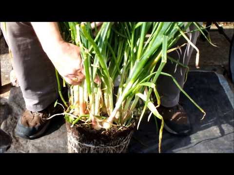 HGV How to grow Shallots in pots, Green Onions in buckets  Plant 4 harvest 25.  Start to finish