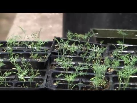 Dill Herb Container Gardening : Herb Gardening