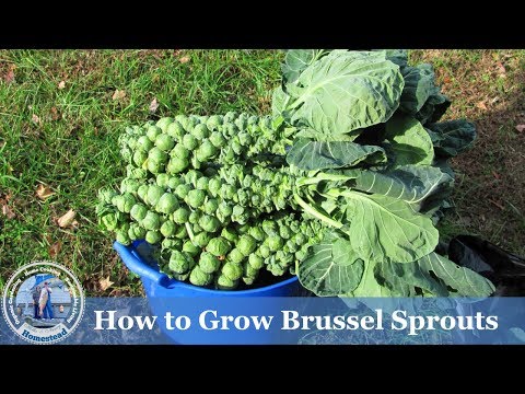 How to Grow Brussel Sprouts ( ADVANCED ) Growing Guide