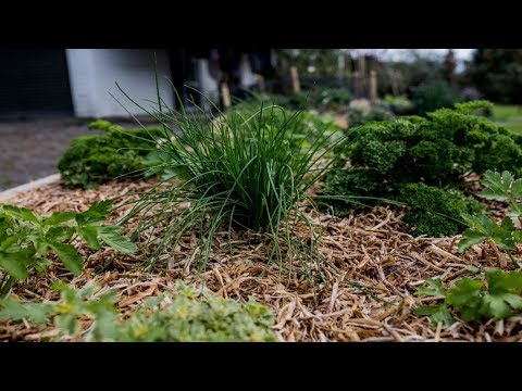 How to Grow Herbs | Mitre 10 Easy As Garden