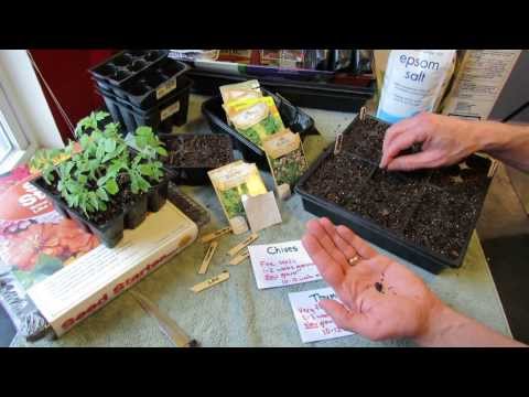 Great Herbs! How to Seed Start Chives & Thyme Indoors: Over Seeding Method! - MFG 2014