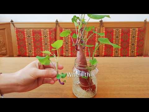 How to grow sweet potato plants