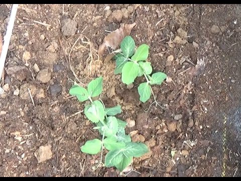 ENGLISH PEAS - GROWING IN THE FALL  [PART 1]  (OAG 2016)