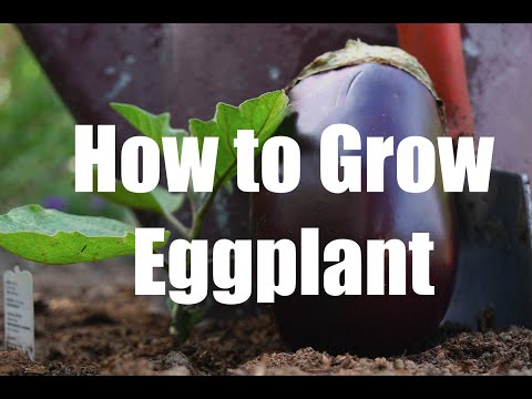 How to Grow Flavorful Eggplant