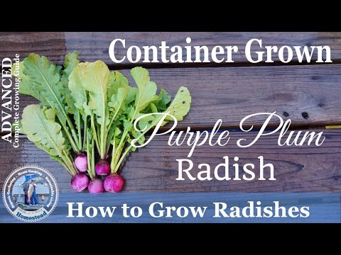 How to Grow Radishes in Container (ADVANCED)  Complete Growing Guide